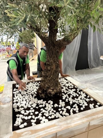 صورة من موقع تنسيق النباتات والاشجار